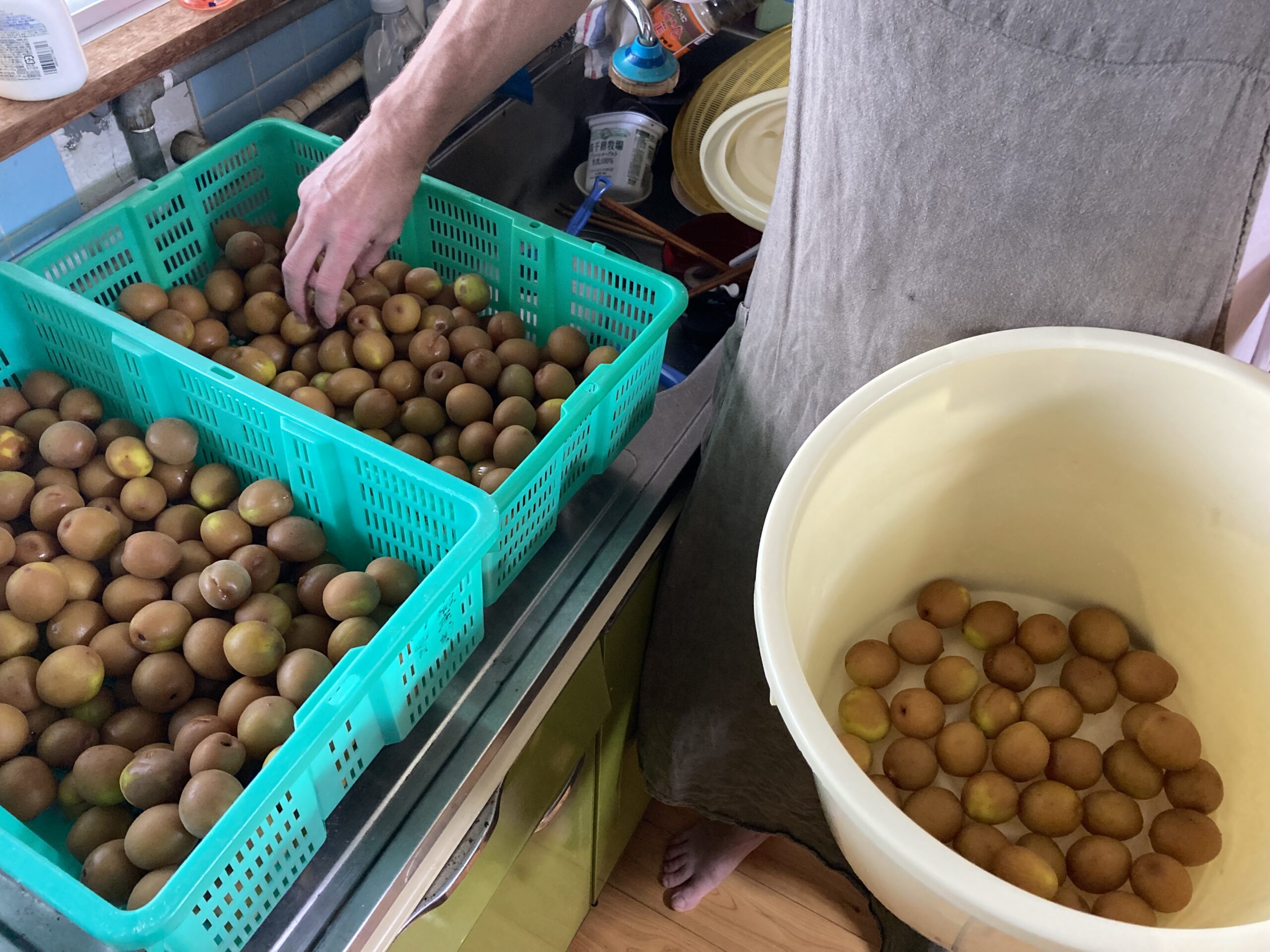 fermentation: umeboshi 1